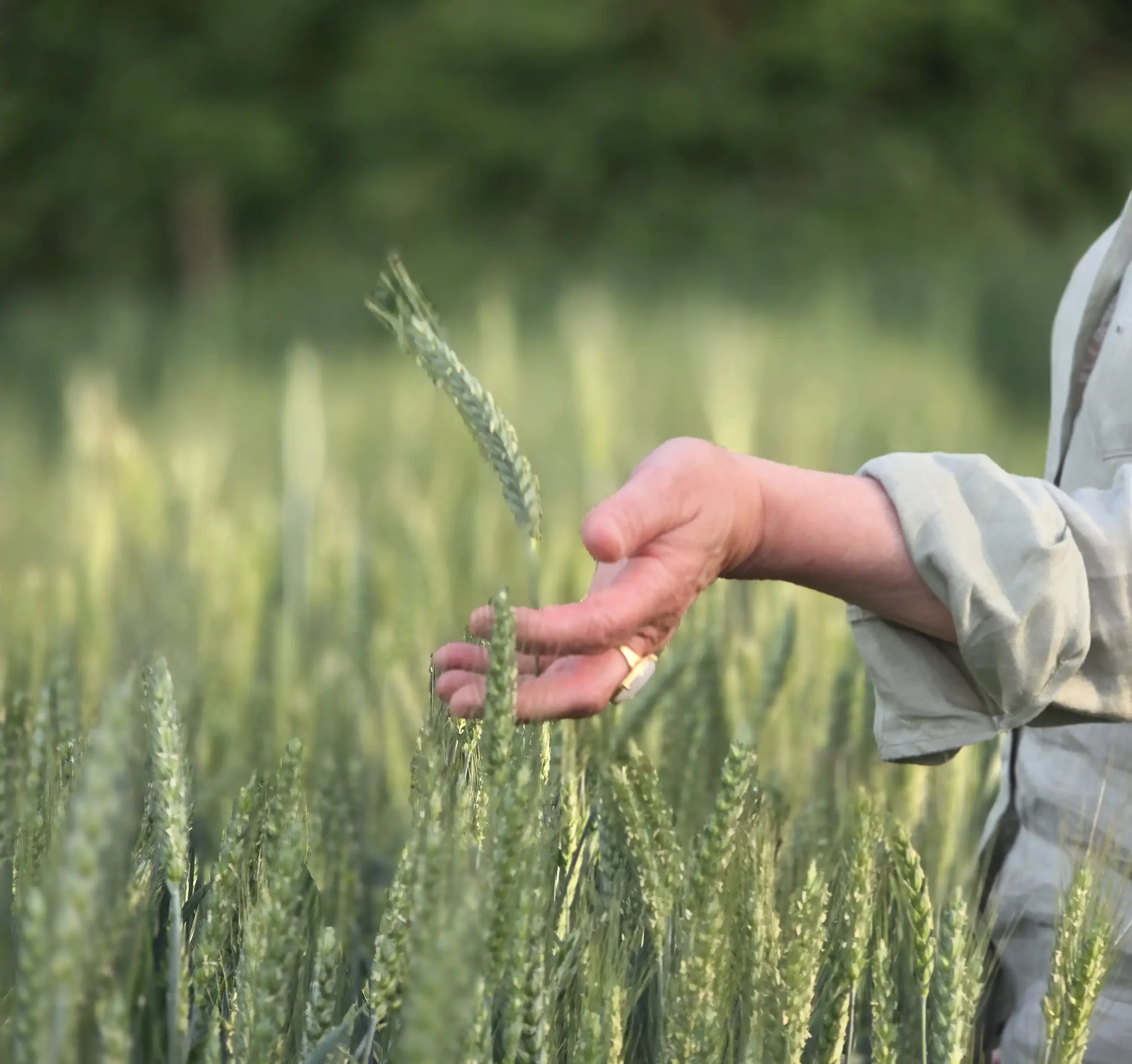 Main d'agriculteur examinant une épi de blé vert dans un champ